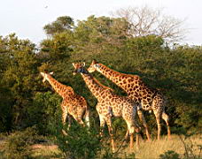 giraffes akeru IMG_4455.jpg